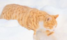 享受孩子的开心笑容：让我们来看看那些让孩子喜笑颜开的句子！