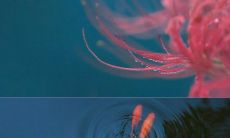 在不同情绪下都适用的适口短语大集合