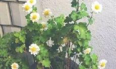 100个素雅优美的英语句子：让你的阅读变得更加美丽和愉悦！