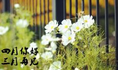 四月的来临，迎接清新气息的文字与图片，展现春天的美妙时刻
