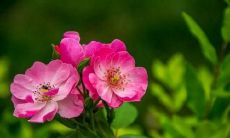 网络最热门的21句抖音心灵鸡汤语录，让你感受最流行的网络鸡汤文案短语