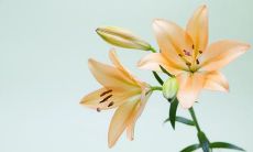 在知乎社区中被广泛传颂和赞誉的最为优美和动人的句子