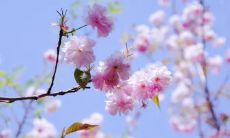 用精美语句和配图迎接新的一天的到来