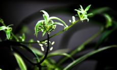 经商成功的生意人必备的座右铭和准则是什么？