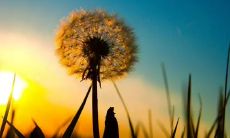 绽放青春的炽热阳光：一组唯美而灿烂的心灵抒情句子