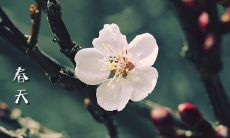 分享迎春赏花的美好时光：让春天在绚烂花海中轻松愉悦的心情说说