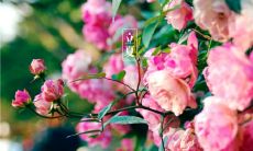 27句立夏发的说说：即将到来的夏天中，我分享的激动人心的想法和感悟