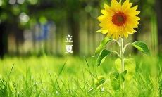 关于立夏的配图分享：让我们一起探索这个传统节气的独特韵味！