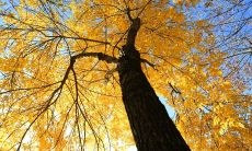 如何撰写一个充满情感的、引人入胜的、增加销售机会的业务员日常问候短信文本？