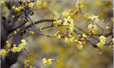 以蜡梅为主题的句子，展现冬季生命的韧性和绽放的美丽