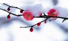 精美绝伦的文学句子：具有诗意的梅花形象的生动描绘