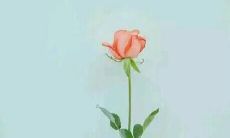 传承至上，亲情牵绵：探寻父母子女之间深厚情感的源头与延续