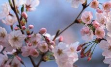 一起迎接春分的祝福语：发给你最亲密的朋友，用最真挚的情感表达出我们的祝愿！