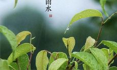 分享雨水节气的朋友圈动态——从雨丝绵绵到春意盎然的生命力唤醒！