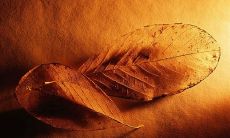 为什么我们无需以牙还牙，顺应自己的内在平静，而不是寻求报复？