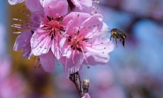 一些关于带着桃花的词汇和短语，为您的春季文学和诗歌创作提供灵感