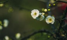 惊蛰来临，愿你能获得无尽的快乐与幸福！