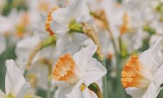 收集劝朋友坚强、鼓舞斗志的句子，充实心灵，增强毅力的完整指南