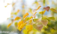 一系列充满个性的开心句子，表达爱情的多元魅力