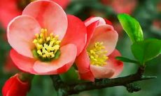 用短信向领导问候其身体状况的特别信息