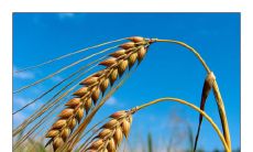 在成熟的麦田里，沉重的麦穗低垂着顶端，迎接着金色的夕阳