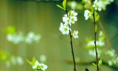 2022年春分节气短信祝福语汇总，适合在朋友圈和社交媒体分享的春分祝福语大全