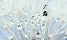 白露节因季节更迭而变化，若干句子的祝福词汇记录：包括白露节日祝福语、白露节庆祝祝福语、白露节寄语祝福语等等