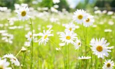 「生活中经常让人不开心的句子，让我们面对挑战和困难的同时，如何保持积极心态？」