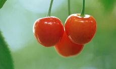 深刻阐述孙女与爷爷之间真挚、温馨亲情的精彩句子