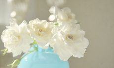 每日发一条问候短信，向心仪的女生表达暗恋之情