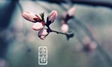 探寻立春的清新美感：唯美语句缀满这个春天的开始