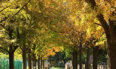 美丽诗意草木枯黄，秋日黄昏日落霞红，冬季飘雪洁白如玉，春季繁花盛放竞相绽放：描绘四季风景的优美诗句