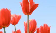 一些优美的句子，描述那迷人的春天气息