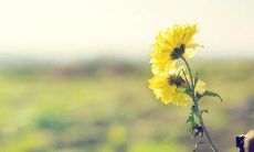 寒冷的天气中，给女孩发短信问候的心情与祝福