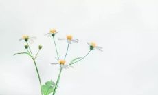 以清新风格为主的文艺小短句，充满小清新风情的优美语句