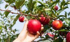 采摘苹果是个充满喜悦的活动，让我们一起分享这份乐趣的美好句子！