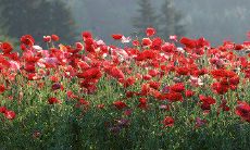 Youmo通过短信向女孩发送了温暖的问候和祝福