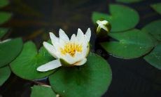 习惯每天发送短信问候的日常，如何在现代社交中保持亲密感？