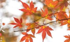 汇编了46句二十四节气立秋的传统俗语，还有哪些你不知道的？