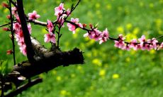 用美妙的语言描绘春天的句子 – 浪漫的描述春天的语句，如何描述春天的美丽，向读者展现春天的神奇之美