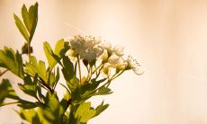 感人至深、美妙动人的关于亲情的经典句子