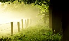 一些美丽句子，适用于清晨的时刻