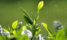 如何选择适合你口味的茶叶？掌握鲜香、清甜、苦涩、醇厚等口感，为你的品茗生活带来更多乐趣！