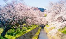 穿越千山万水，感悟亲情之美的心灵句子