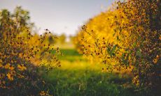 今天心情愉悦的语句分享: 带着幸福微笑的一天