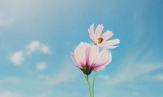 一本充满温馨的书籍：充满亲情的句子，让你感受爱的美好力量！