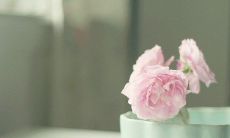 跪拜唯美小清新句子，句句文艺撩拨心灵