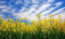 一系列优美的句子，用以赞美春天的迷人气质和其带来的无限美好感受