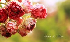 让我们以快乐为生活目标：愿生命充满幸福的句子！