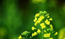 一大堆让你快乐的女王节句子，为这个独一无二的假日增添快乐和喜悦